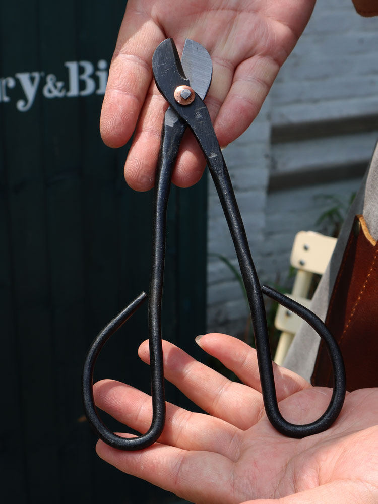 兰花分苗剪刀 兰花分苗专用工具盆景叶芽剪 盆景修剪造型专用工具