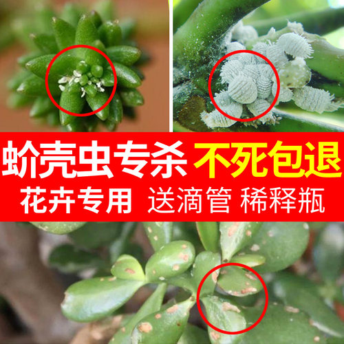 蚧壳虫专用药蚧必治杀扑介多肉药柿子树兰花果树介壳虫专用杀虫剂