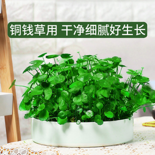 专用荷塘泥碗莲专用土睡莲专用泥荷花河泥花泥塘泥养龟淤泥土天然