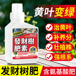 发财树专用营养液叶子发黄掉叶黄了怎么办肥料复活液发财树专用肥