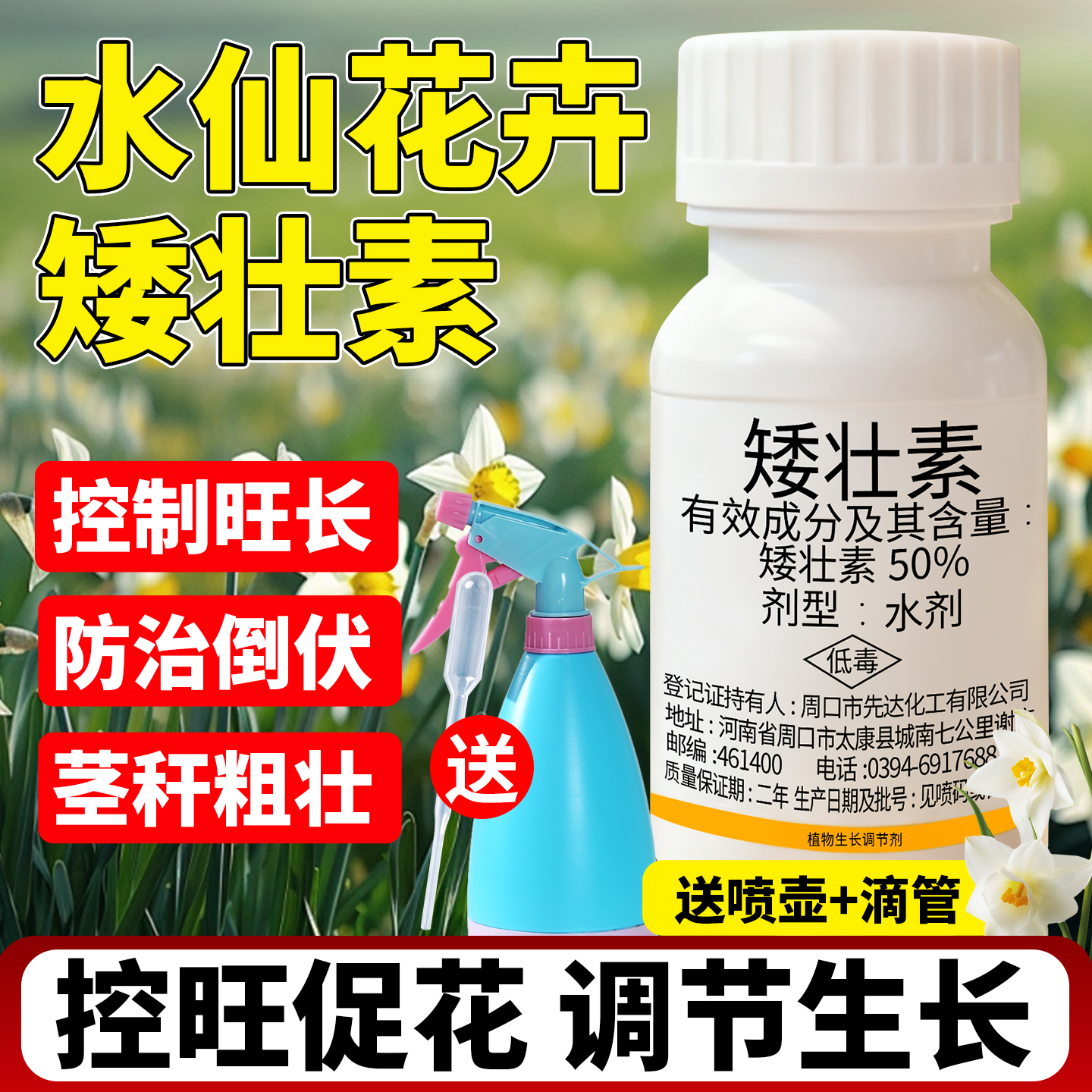 【3天控旺】水仙专用矮壮素