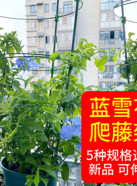 蓝雪花支架山乌龟爬藤架蔷薇爬藤支架风车茉莉爬架阳台室内花架子
