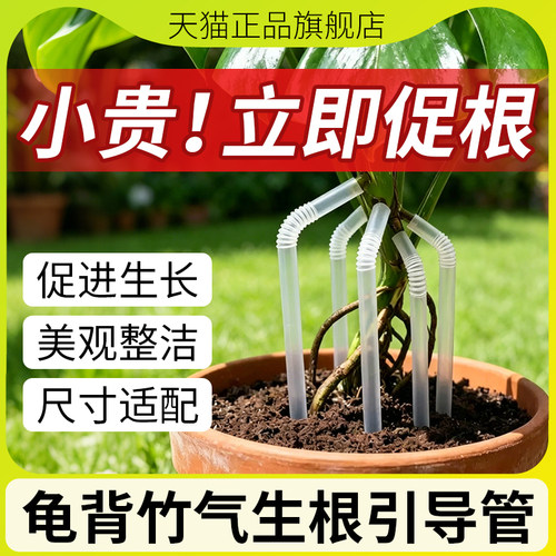 龟背竹气生根变吸收根引导管
