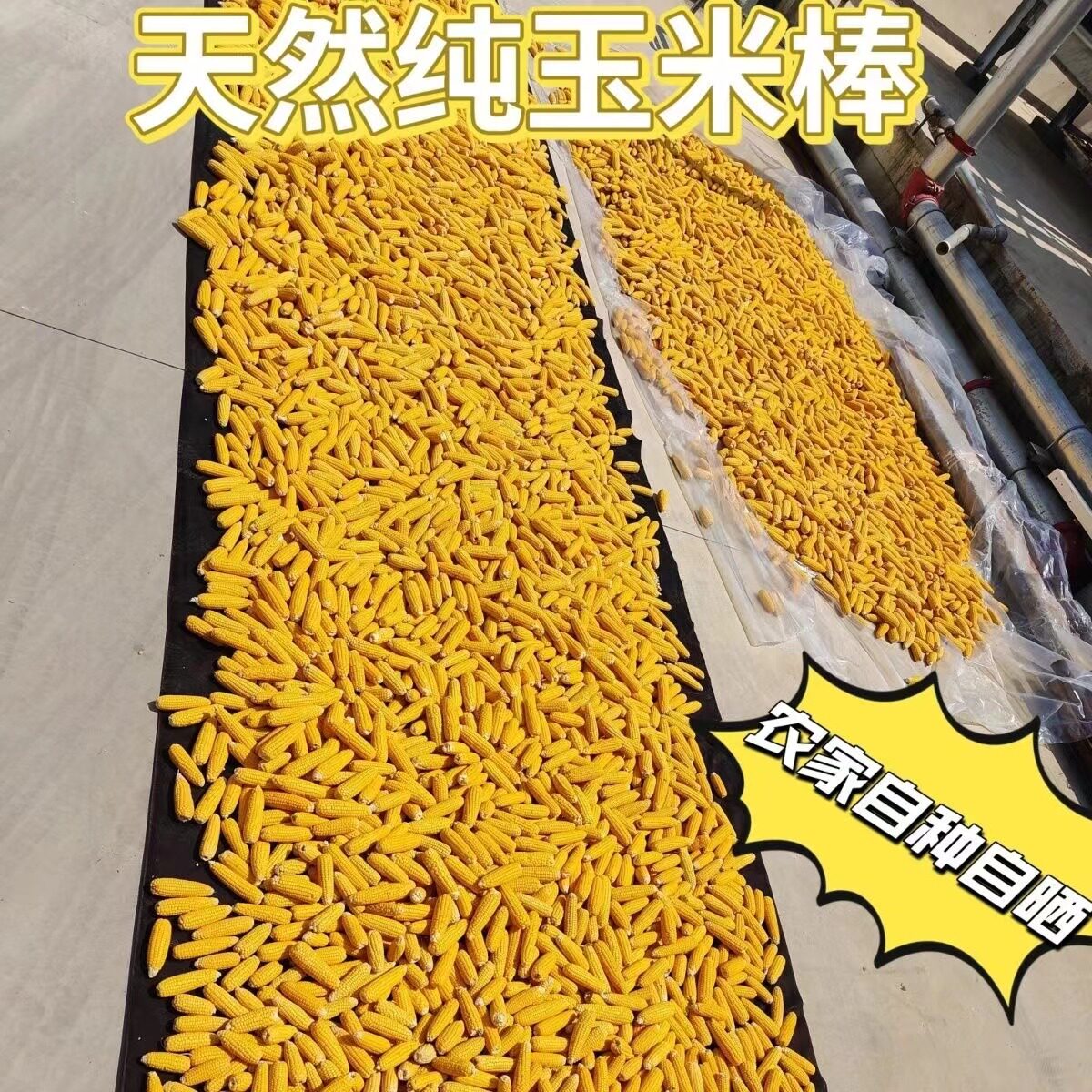 仓鼠磨牙玉米新鲜自晒干玉米棒 宠物休闲营养零食 金丝熊龙猫兔兔