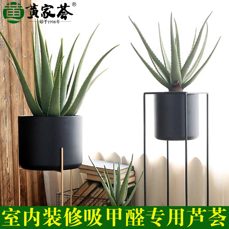 美国库拉索芦荟盆栽植物美容室内芦荟绿植小苗21cm