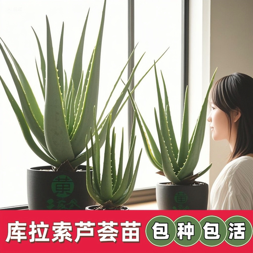 22cm5棵裸根不带盆库拉索芦荟