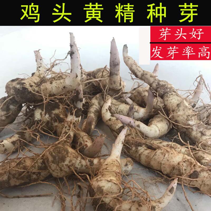 鸡头黄精新鲜产地直发成活率高图片