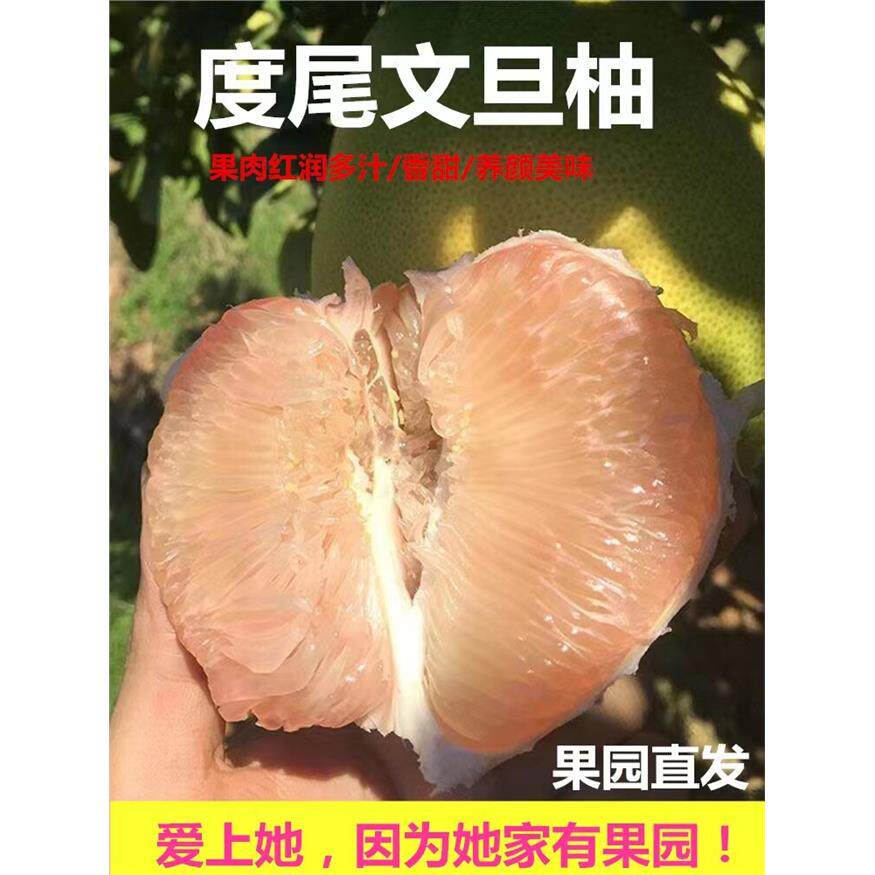 正宗福建仙游度尾文旦柚