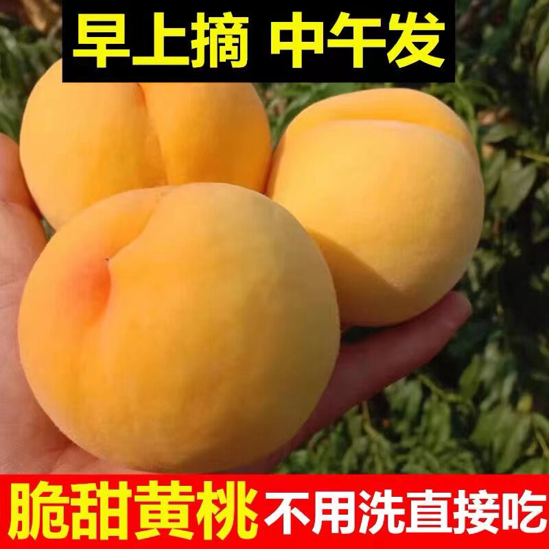 现摘纯甜湖北大黄桃锦绣