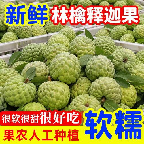 樟林大目释迦果牛奶特番