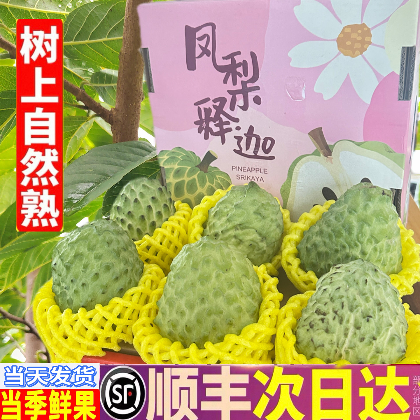 顺丰台湾凤梨大目释迦果5
