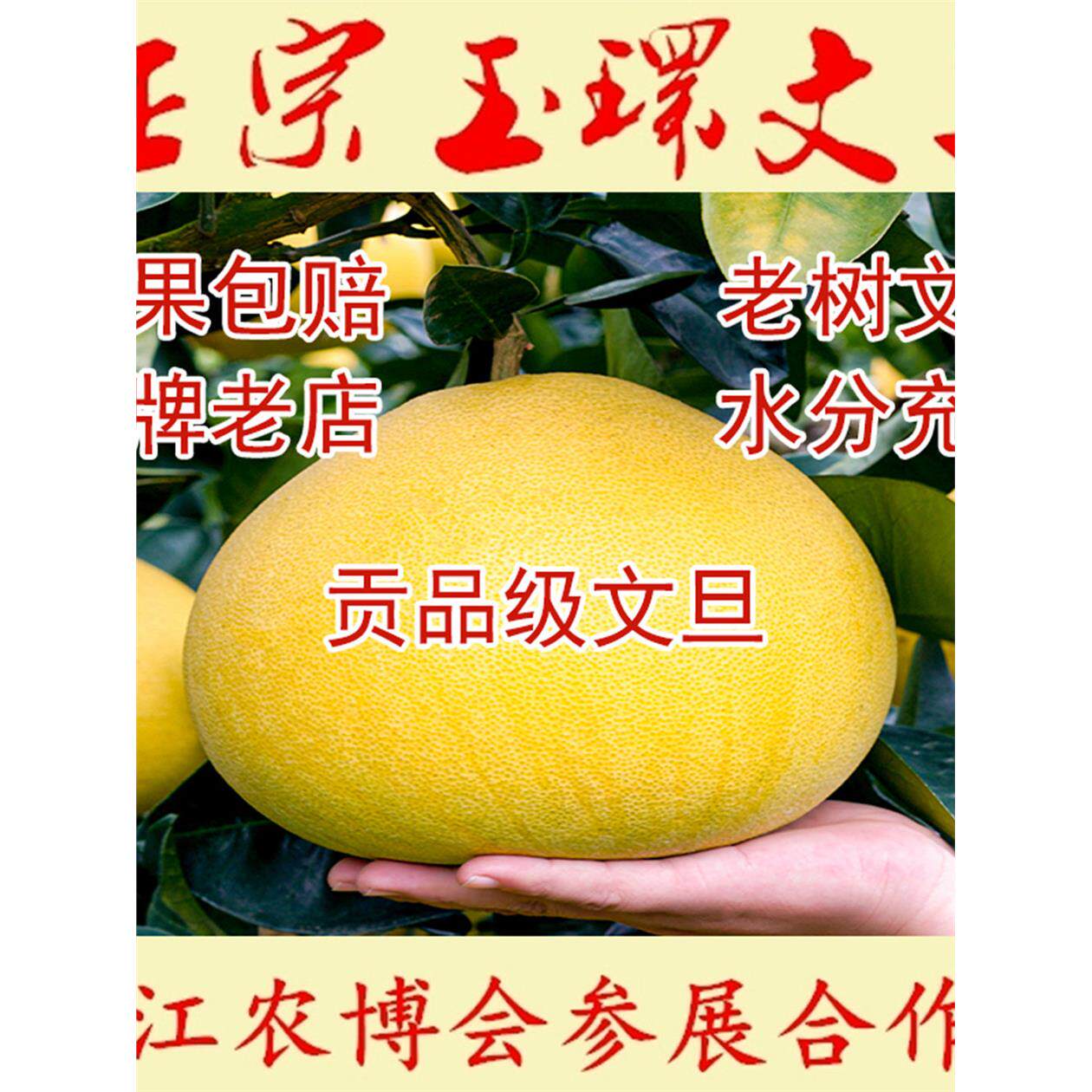 正宗玉环文旦柚子老树当