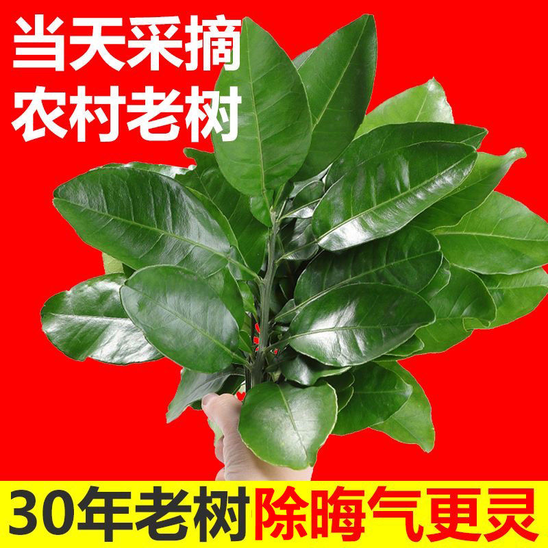 新鲜除晦气柚子叶洗澡碌