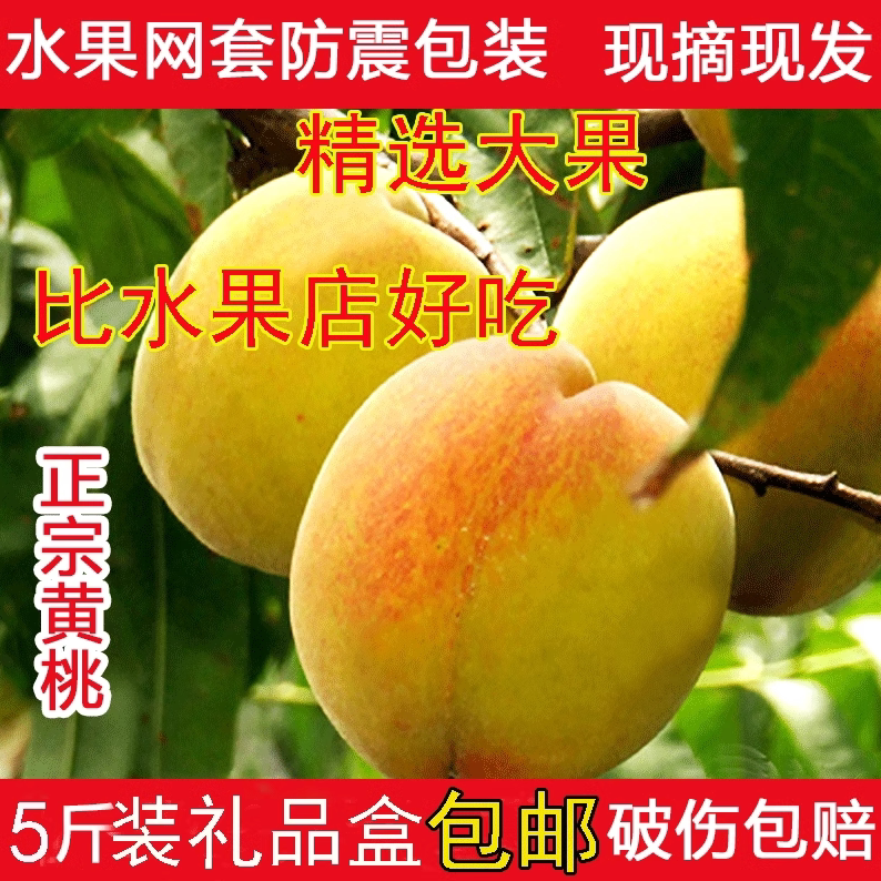 正宗锦绣黄桃新鲜水果桃
