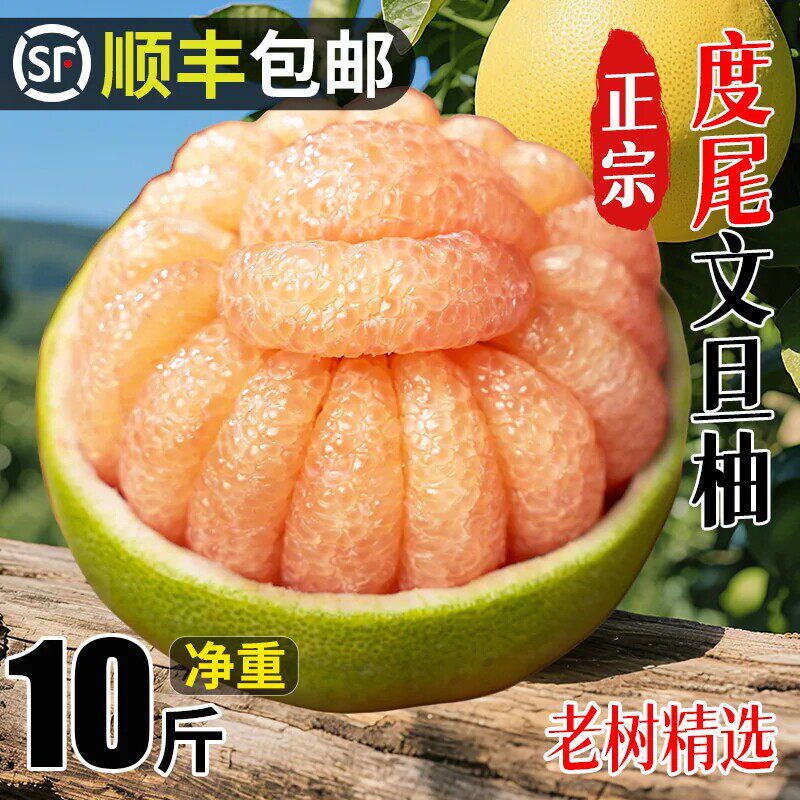 度尾文旦柚子老树福建莆