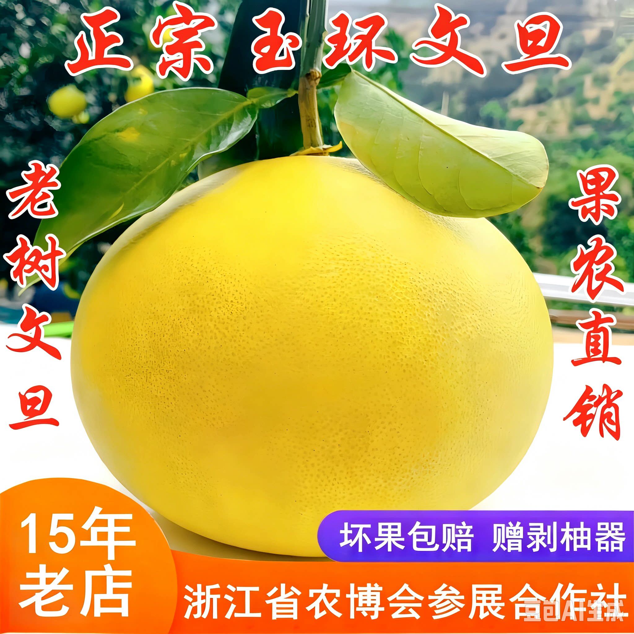 正宗玉环文旦柚子浙江台