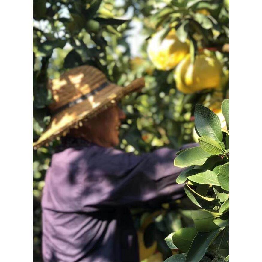 正宗玉环文旦柚子裂果花