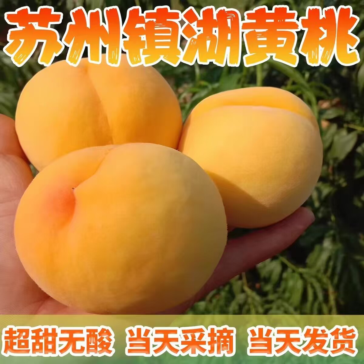 正宗苏州镇湖锦绣黄桃整
