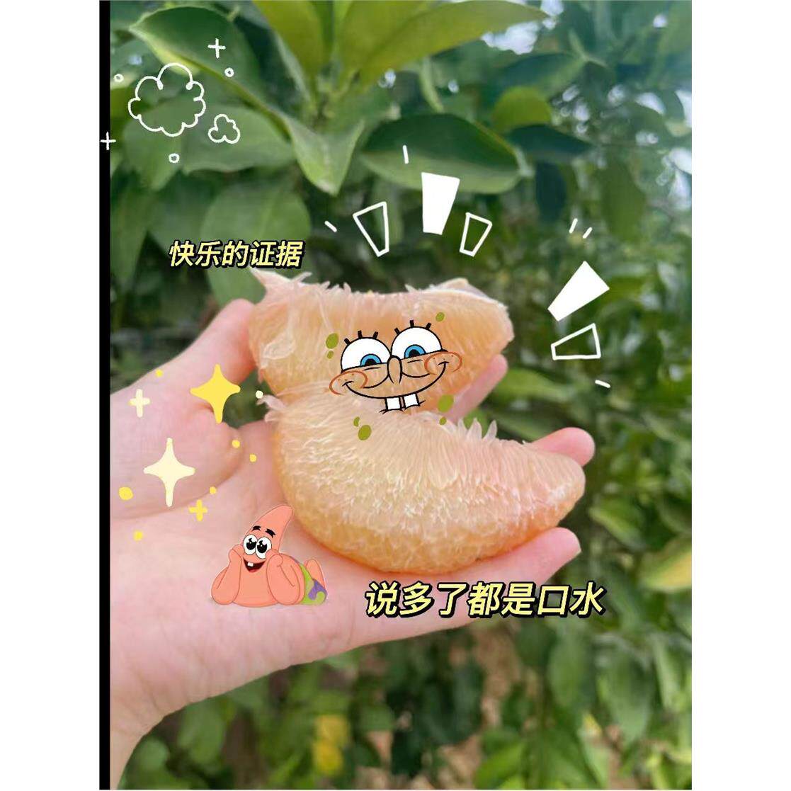 福建仙游度尾文旦柚产地