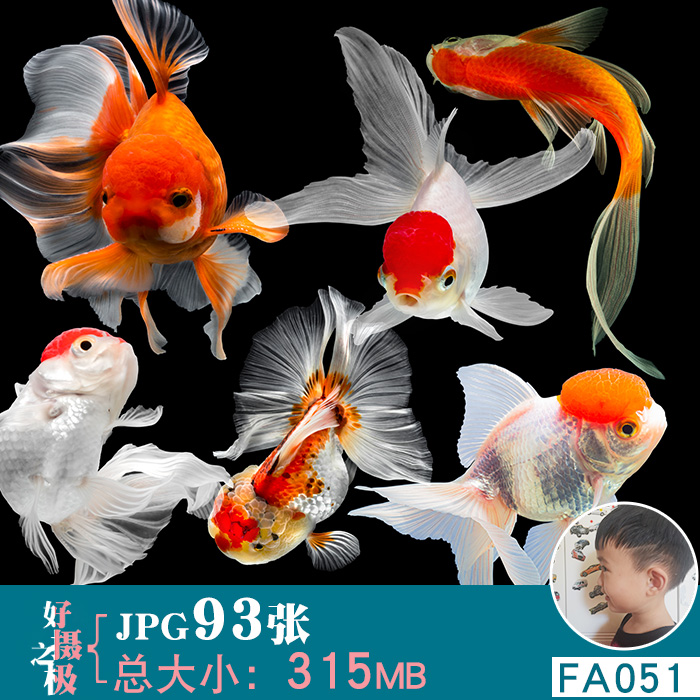 超高清金鱼观赏鱼绘画美术参考cos后期ps合成用jpg图片大图素材