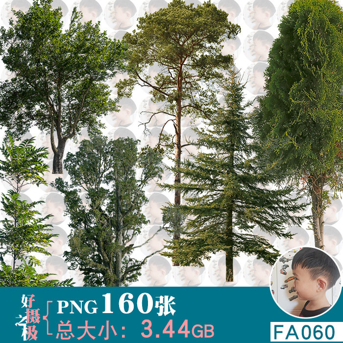 高清景观植物免抠png免扣图片树木松树针叶树落叶乔木树ps素材