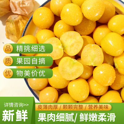 【脆甜可口】黄姑娘自然熟灯笼果