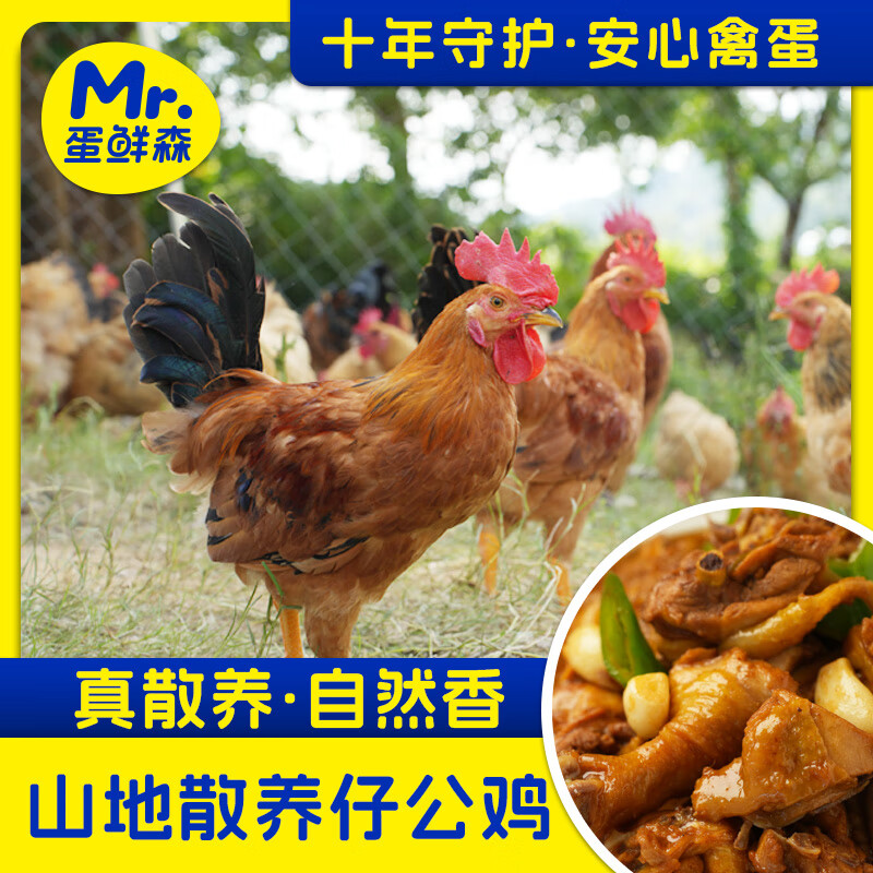 蛋鲜森山地散养仔公鸡走地鸡