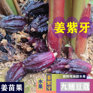 姜紫芽九翅豆蔻姜苗果苗新鲜现水果一件2个苗少见水果 果苗