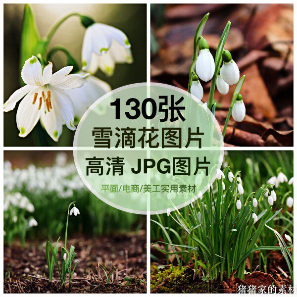 高清图库 雪滴花图片素材多花朵花卉自媒体抖音图文手机绘画摄影图片