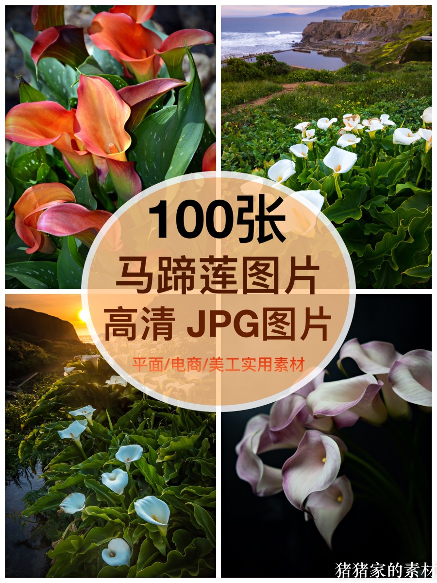 高清图库 马蹄莲图片素材多花朵自媒体抖音ps设计手机画摄影壁纸图片