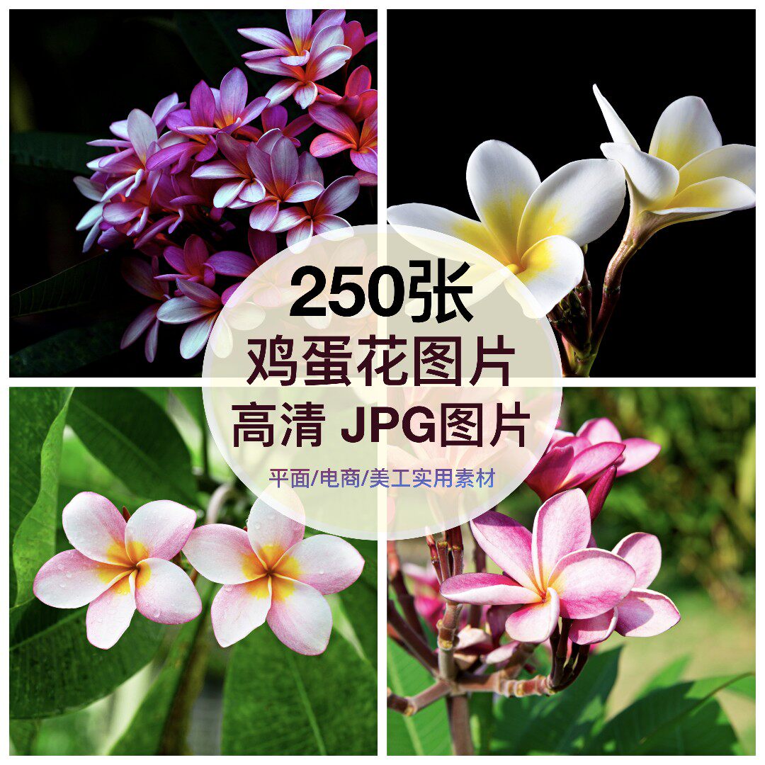 高清图库鸡蛋花图片素材花卉花朵自媒体抖音绘画临摹手机摄影壁纸