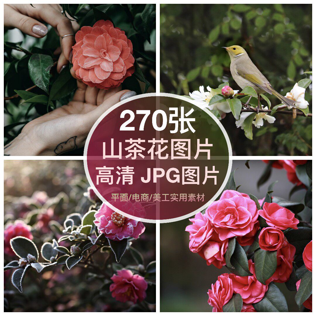 高清图库 山茶花图片素材鲜花卉抖音ps设计绘画临摹手机摄影壁纸图片