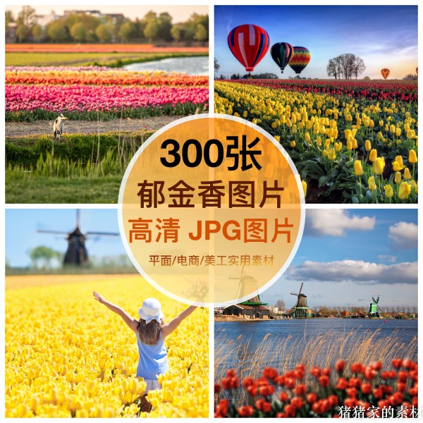 高清图库郁金香图片素材荷兰风车鲜花卉花田花海抖音摄影设计壁纸