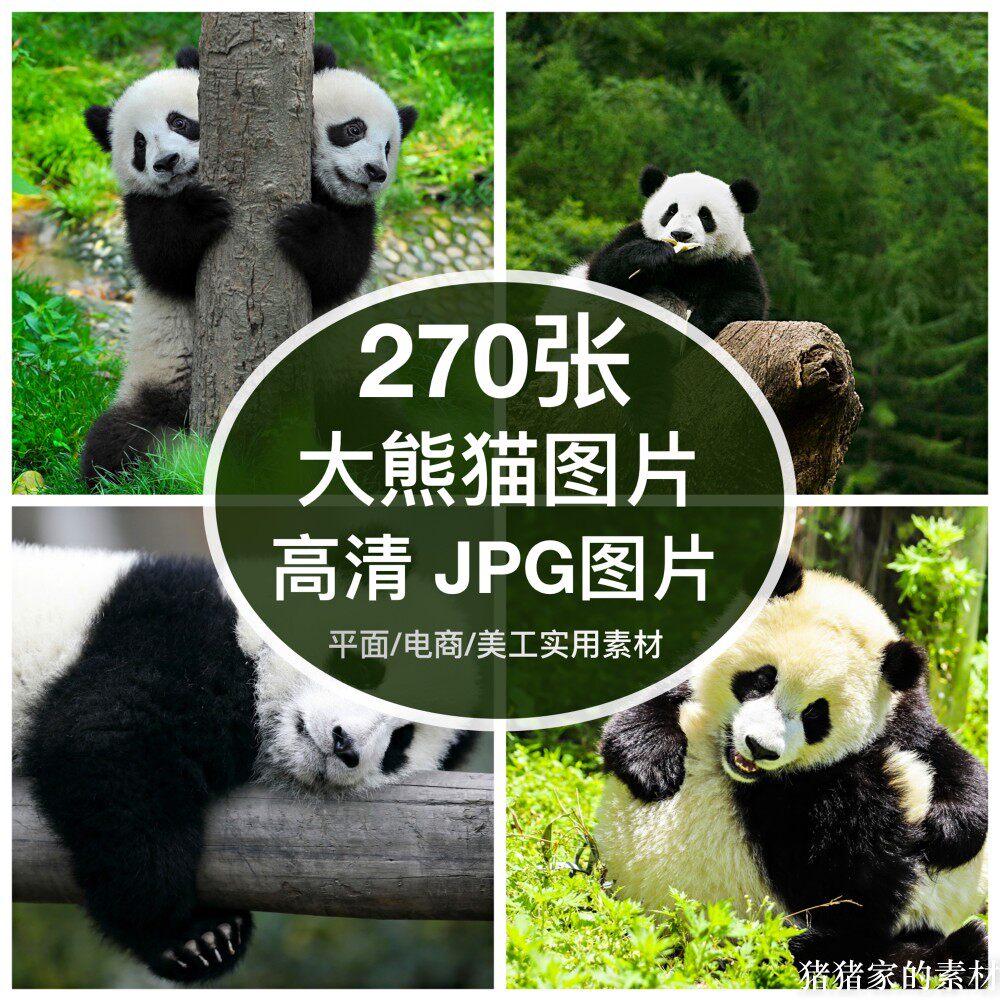 高清图库 大熊猫图片素材可爱熊猫摄影照片绘画参考ps设计背景图片