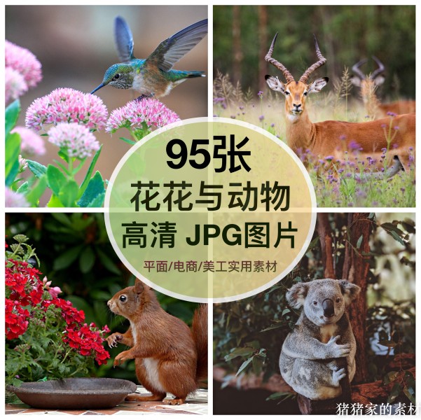 高清花花与动物图片风景素材蝴蝶猫咪狗自媒体抖音绘画写生壁纸图片