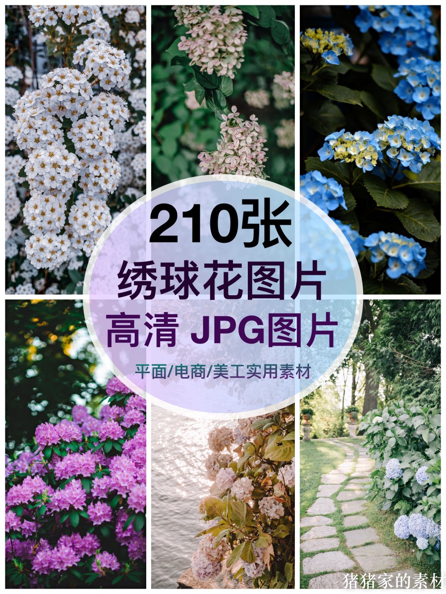 高清图片 多色绣球花树花朵自媒体抖音网红PS设计手机壁纸素材图片