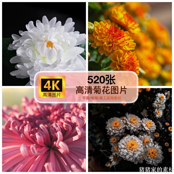 高清4k图库 菊花图片洋甘菊花卉自媒体抖音图文手机摄影壁纸素材