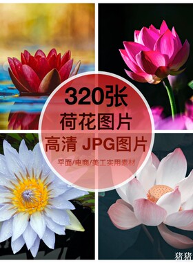 高清图库荷花图片素材荷叶睡莲花花卉自媒体抖音手机摄影绘画壁纸