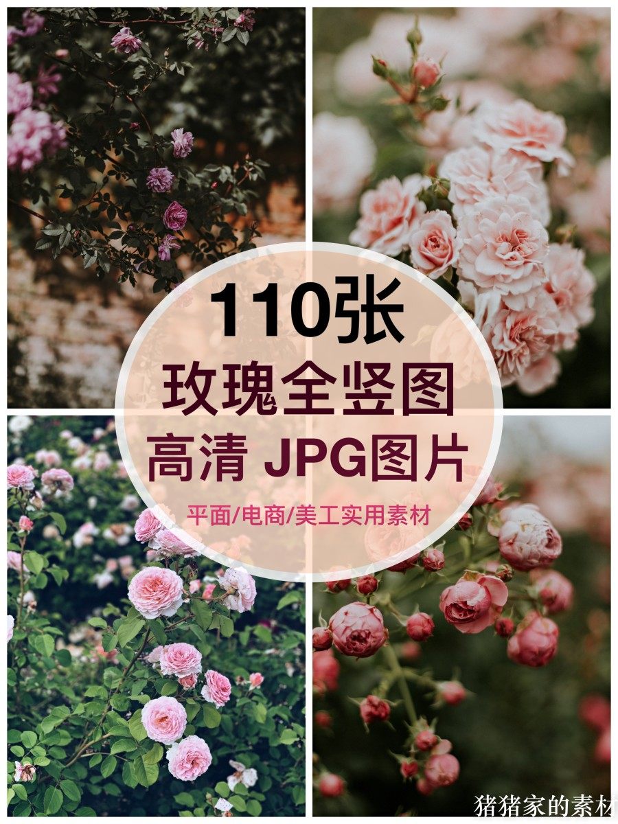 高清全竖图片 玫瑰月季树花朵自媒体抖音PS设计手机壁纸绘画素材图片
