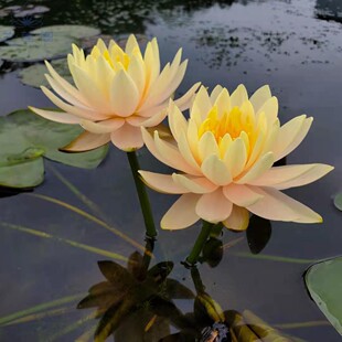 睡莲爱肯斯香槟黄色丰花型耐寒阳台庭院水池塘水生植物