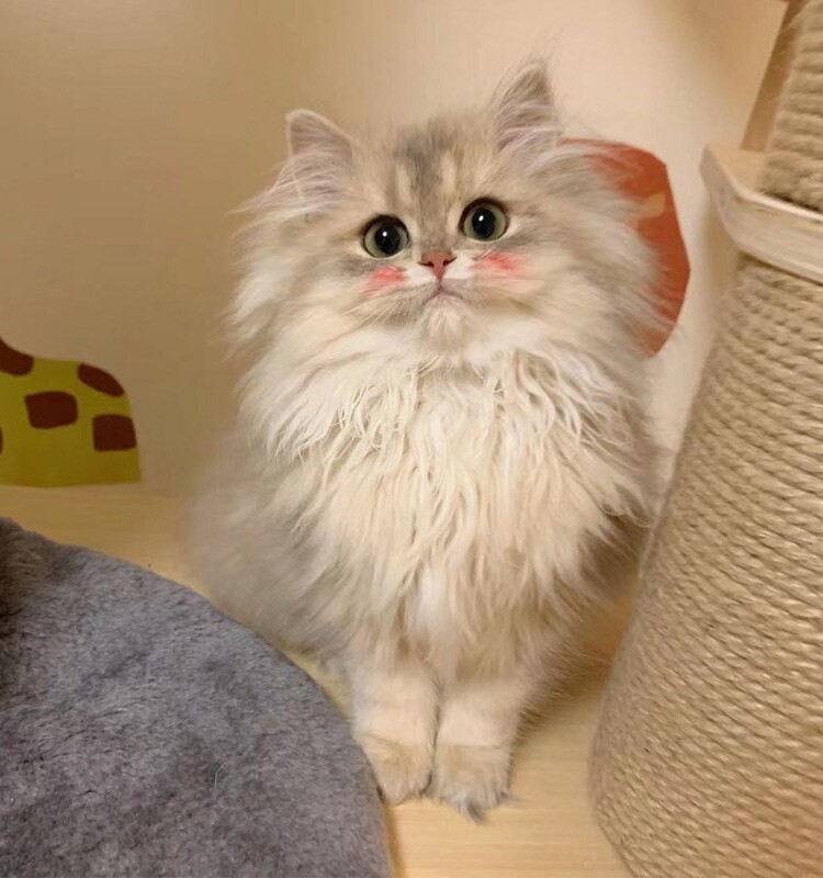 英短金渐层猫咪活体幼猫纯种蓝金渐层幼崽赛级宠物猫ny12色长毛猫