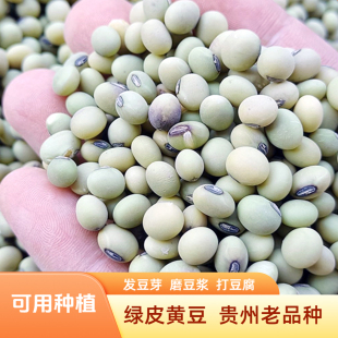 贵州本地绿皮黄豆农家大豆老品种豆种非转基因豆腐豆浆食材袋装