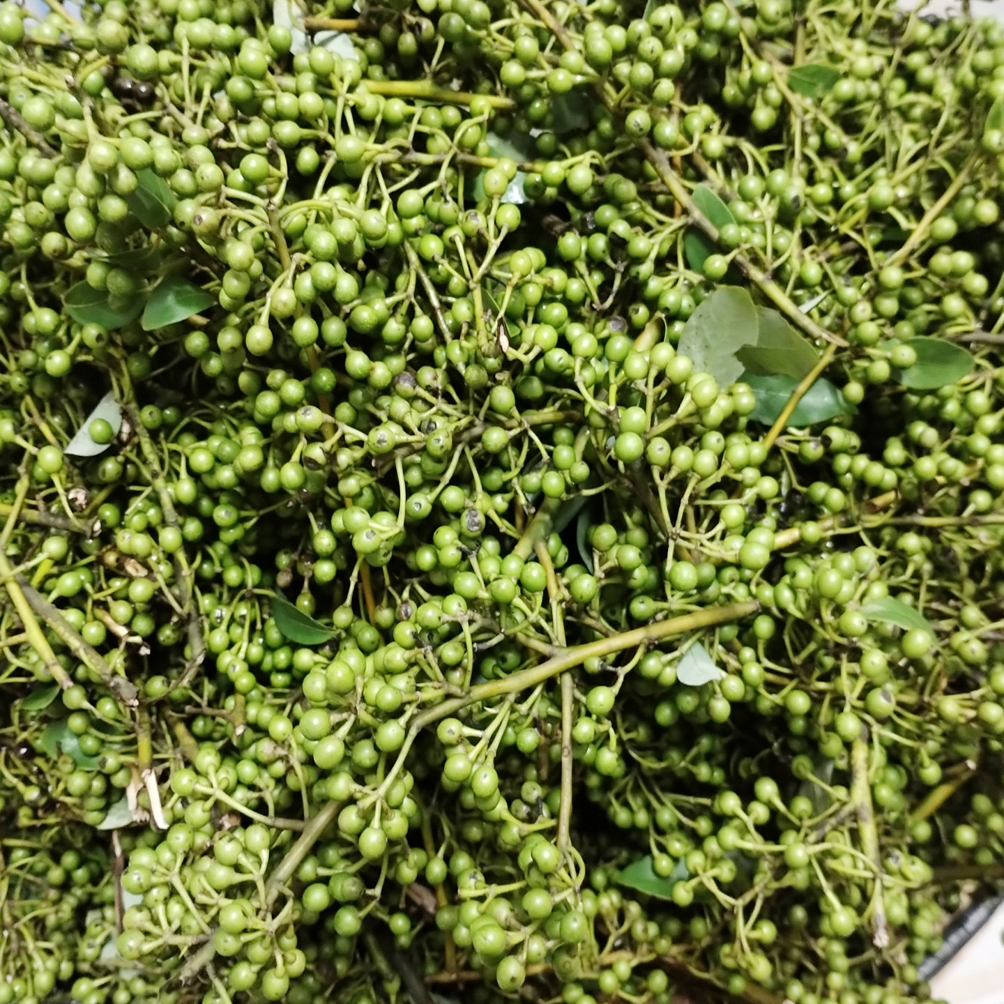 1斤贵州新鲜木姜子香料现摘山胡椒酸汤火锅调料卤料黔东南特产