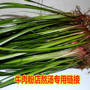 贵州新鲜山奈三奈三萘食用香料