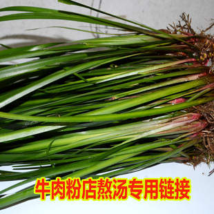 贵州新鲜山奈苗三萘五香草沙姜鸡香牛肉粉熬汤随手香鱼香茴香香料