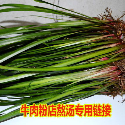 贵州新鲜山奈苗三萘五香草沙姜鸡香牛肉粉熬汤随手香鱼香茴香香料