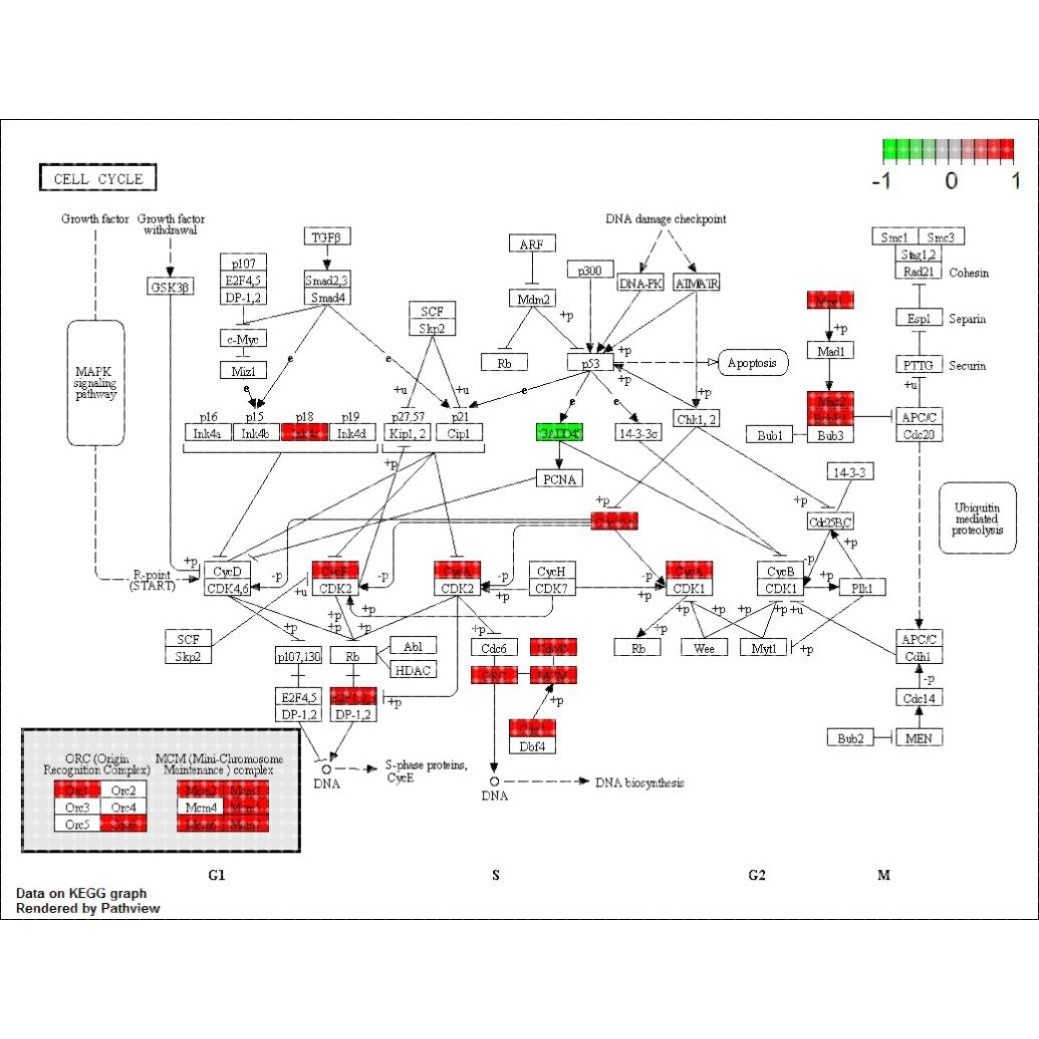 KEGG富集分析视频(网络分析/多种形式的富集结果图片/TCGA数据库)