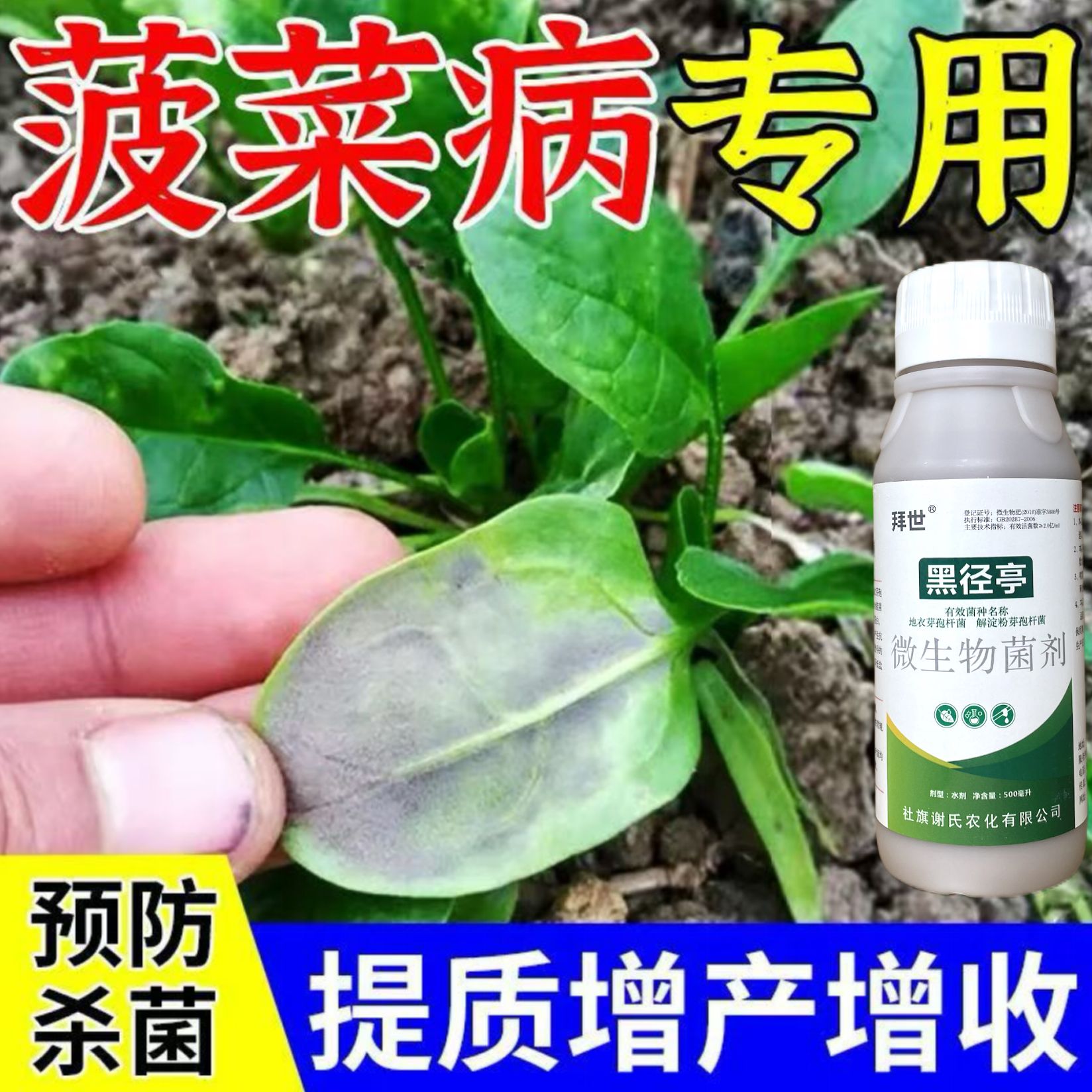 菠菜病害防治菠菜病菌清菠菜霜霉病炭疽病叶斑病枯萎病专用杀菌剂