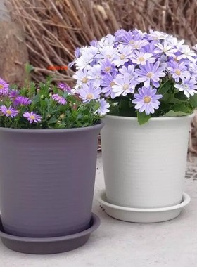 阿丽的花盆 同形状38包邮仿爱盆全新料时尚健康