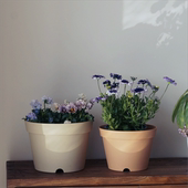 包邮 加厚朱顶红郁金香矮牵牛角堇风信子草花球根绣球矮胖大花盆